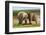 Playful Elephants-ZambeziShark-Framed Photographic Print