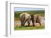 Playful Elephants-ZambeziShark-Framed Photographic Print