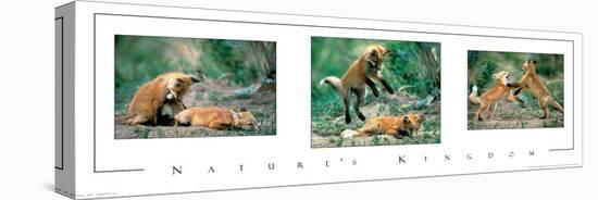 Playful Foxes Tryp-unknown unknown-Stretched Canvas
