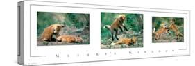 Playful Foxes Tryp-unknown unknown-Stretched Canvas