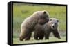 Playful Grizzly Bear Cubs-W. Perry Conway-Framed Stretched Canvas