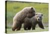 Playful Grizzly Bear Cubs-W. Perry Conway-Stretched Canvas