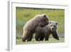 Playful Grizzly Bear Cubs-W. Perry Conway-Framed Photographic Print