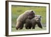 Playful Grizzly Bear Cubs-W. Perry Conway-Framed Photographic Print