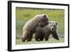 Playful Grizzly Bear Cubs-W. Perry Conway-Framed Photographic Print