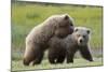 Playful Grizzly Bear Cubs-W. Perry Conway-Mounted Photographic Print