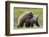 Playful Grizzly Bear Cubs-W. Perry Conway-Framed Photographic Print