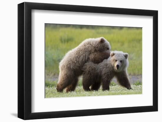 Playful Grizzly Bear Cubs-W. Perry Conway-Framed Photographic Print