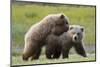 Playful Grizzly Bear Cubs-W. Perry Conway-Mounted Photographic Print