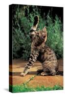 Playful Kitten-null-Stretched Canvas