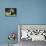 Playful Kittens-Julius Adam-Mounted Giclee Print displayed on a wall