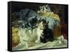 Playful Kittens-Julius Adam-Framed Stretched Canvas