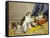 Playful Kittens-Daniel Merlin-Framed Stretched Canvas