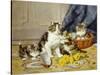 Playful Kittens-Daniel Merlin-Stretched Canvas