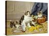 Playful Kittens-Daniel Merlin-Stretched Canvas