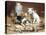 Playful Kittens-Carl Reichert-Stretched Canvas