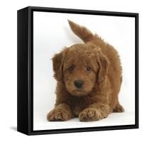 Playful Labradoodle (Labrador Poodle Cross) Puppy in Play Bow-Mark Taylor-Framed Stretched Canvas