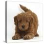 Playful Labradoodle (Labrador Poodle Cross) Puppy in Play Bow-Mark Taylor-Stretched Canvas