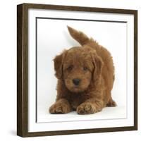 Playful Labradoodle (Labrador Poodle Cross) Puppy in Play Bow-Mark Taylor-Framed Photographic Print