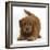 Playful Labradoodle (Labrador Poodle Cross) Puppy in Play Bow-Mark Taylor-Framed Photographic Print