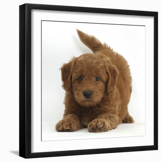 Playful Labradoodle (Labrador Poodle Cross) Puppy in Play Bow-Mark Taylor-Framed Photographic Print