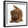Playful Labradoodle (Labrador Poodle Cross) Puppy in Play Bow-Mark Taylor-Framed Photographic Print