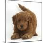 Playful Labradoodle (Labrador Poodle Cross) Puppy in Play Bow-Mark Taylor-Mounted Photographic Print