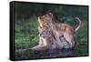 Playful lion cubs-Xavier Ortega-Framed Stretched Canvas