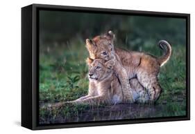 Playful lion cubs-Xavier Ortega-Framed Stretched Canvas