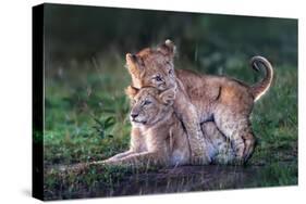 Playful lion cubs-Xavier Ortega-Stretched Canvas