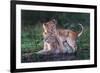 Playful lion cubs-Xavier Ortega-Framed Giclee Print