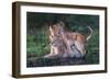 Playful lion cubs-Xavier Ortega-Framed Giclee Print