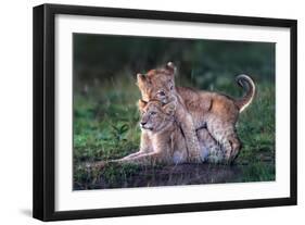 Playful lion cubs-Xavier Ortega-Framed Giclee Print