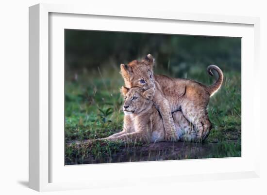 Playful lion cubs-Xavier Ortega-Framed Giclee Print