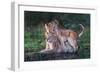 Playful lion cubs-Xavier Ortega-Framed Giclee Print