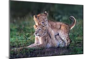 Playful lion cubs-Xavier Ortega-Mounted Giclee Print