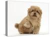 Playful Peekapoo (Pekingese X Poodle) Puppy, 7 Weeks, Holding Up Paw-Mark Taylor-Stretched Canvas