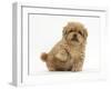 Playful Peekapoo (Pekingese X Poodle) Puppy, 7 Weeks, Holding Up Paw-Mark Taylor-Framed Photographic Print