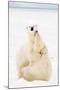 Playful Polar Bears-null-Mounted Poster