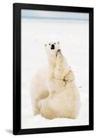 Playful Polar Bears-null-Framed Poster