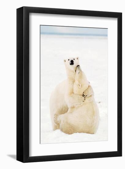 Playful Polar Bears-null-Framed Art Print