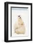 Playful Polar Bears-null-Framed Art Print