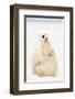 Playful Polar Bears-null-Framed Art Print