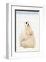 Playful Polar Bears-null-Framed Art Print