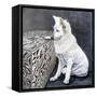 Playful Pup I-Carol Dillon-Framed Stretched Canvas