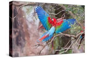 Playful Red-And-Green Macaws (Ara Chloropterus), Buraco Das Araras, Mato Grosso Do Sul, Brazil-G&M Therin-Weise-Stretched Canvas