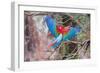 Playful Red-And-Green Macaws (Ara Chloropterus), Buraco Das Araras, Mato Grosso Do Sul, Brazil-G&M Therin-Weise-Framed Photographic Print