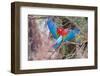 Playful Red-And-Green Macaws (Ara Chloropterus), Buraco Das Araras, Mato Grosso Do Sul, Brazil-G&M Therin-Weise-Framed Photographic Print