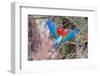 Playful Red-And-Green Macaws (Ara Chloropterus), Buraco Das Araras, Mato Grosso Do Sul, Brazil-G&M Therin-Weise-Framed Photographic Print