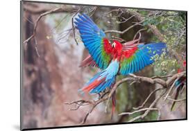 Playful Red-And-Green Macaws (Ara Chloropterus), Buraco Das Araras, Mato Grosso Do Sul, Brazil-G&M Therin-Weise-Mounted Photographic Print